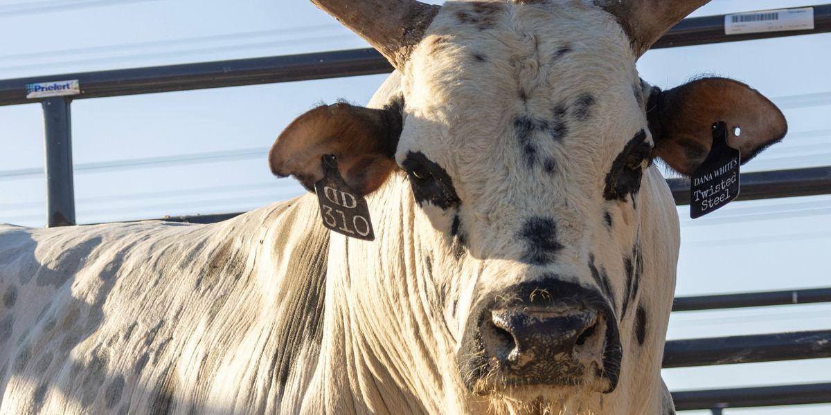 Twisted Steel PBR's sudden death shocks the Professional Bull Riders community, leaving a lasting impact on the sport and its fans.